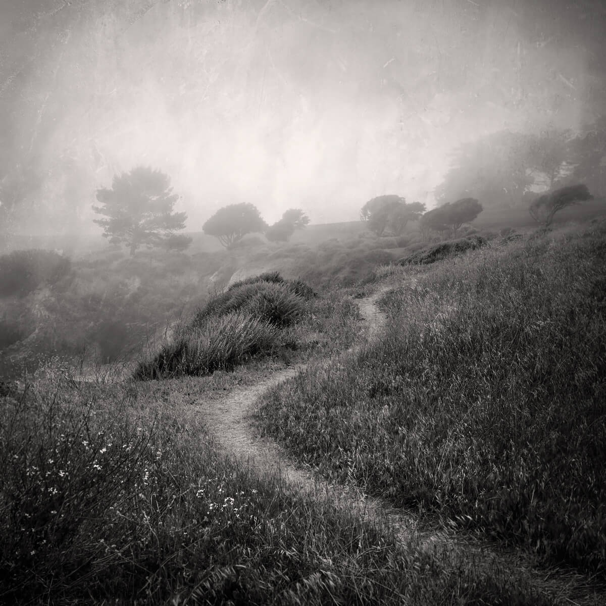 Path<p>© Terese Conway</p>