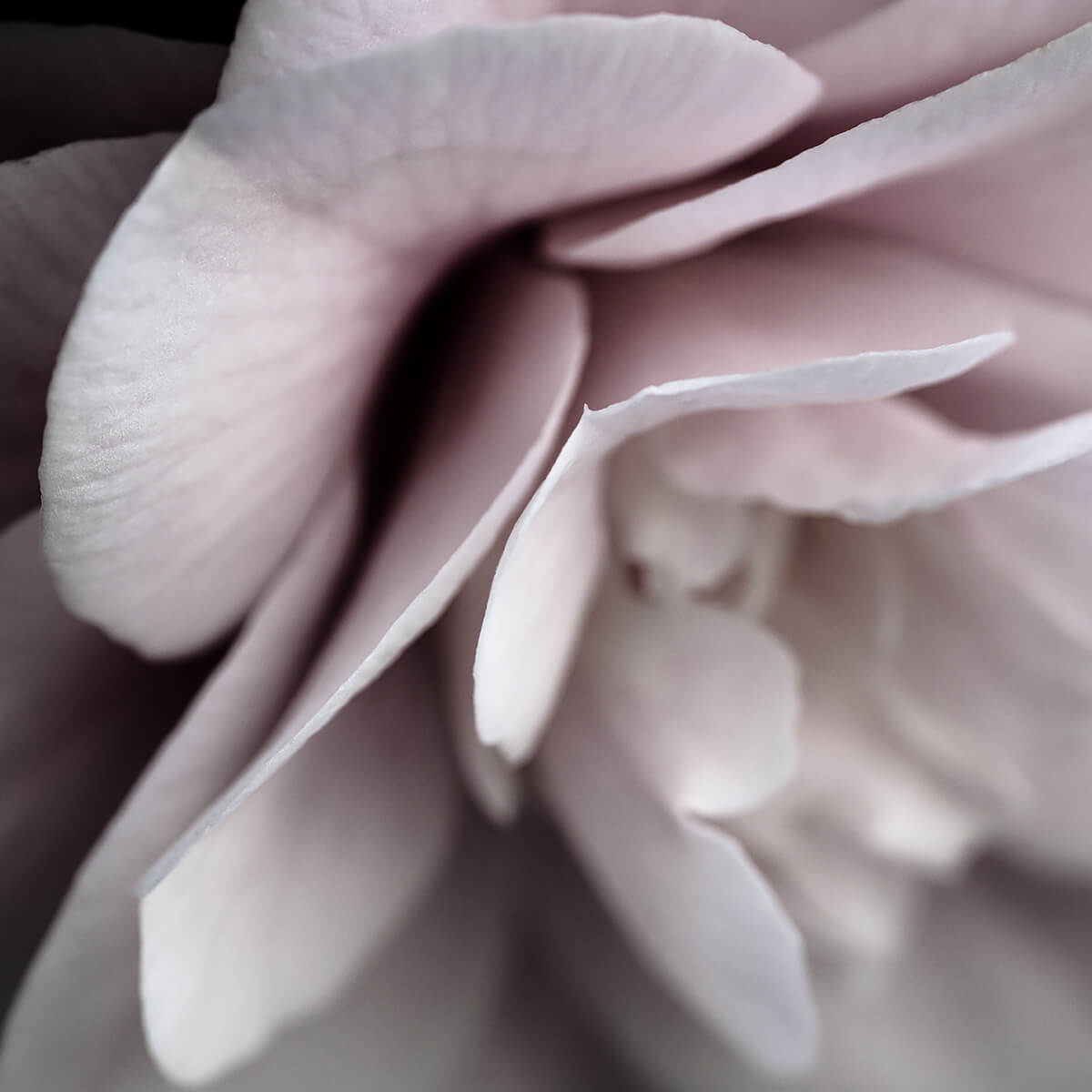 Japanese Rose<p>© Terese Conway</p>