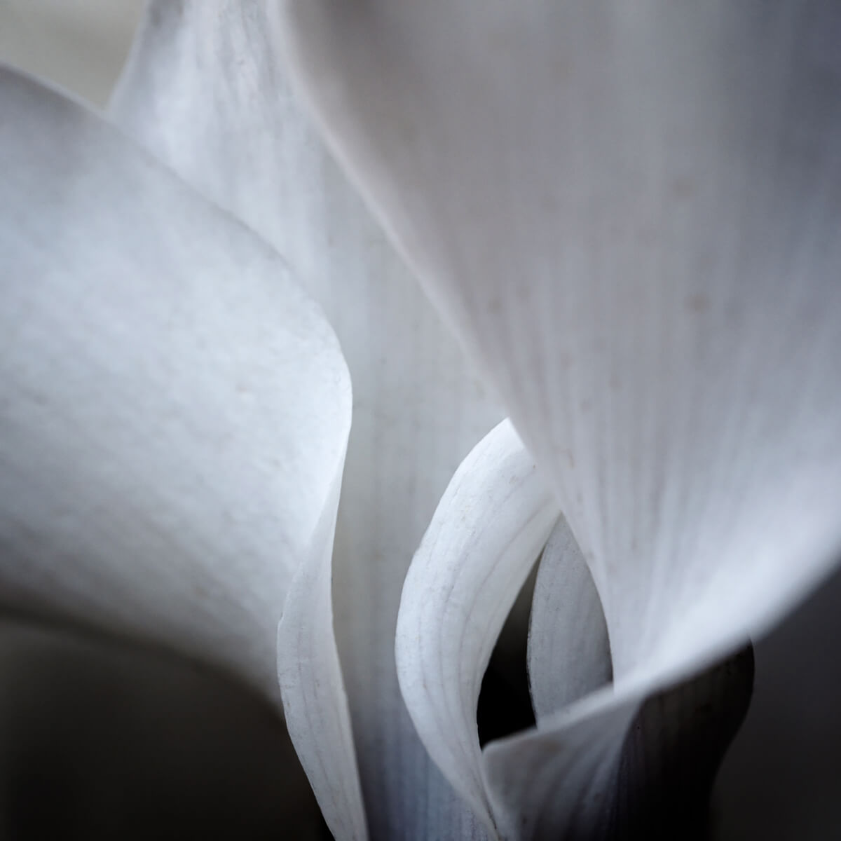 Latinia White<p>© Terese Conway</p>