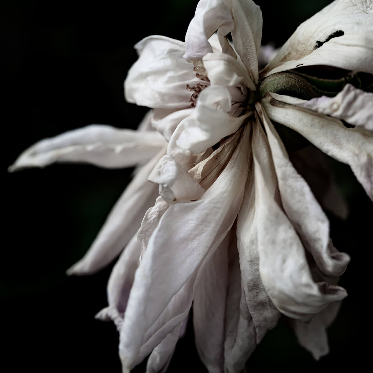 Polyantha<p>© Terese Conway</p>