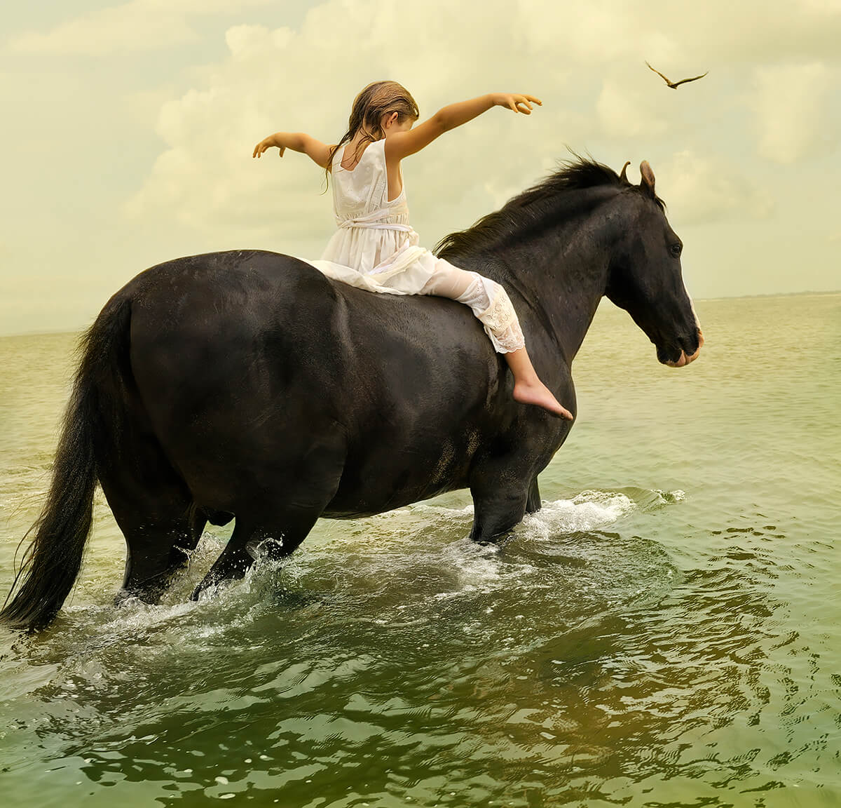 Marwari Stallion #1<p>© Tom Chambers</p>