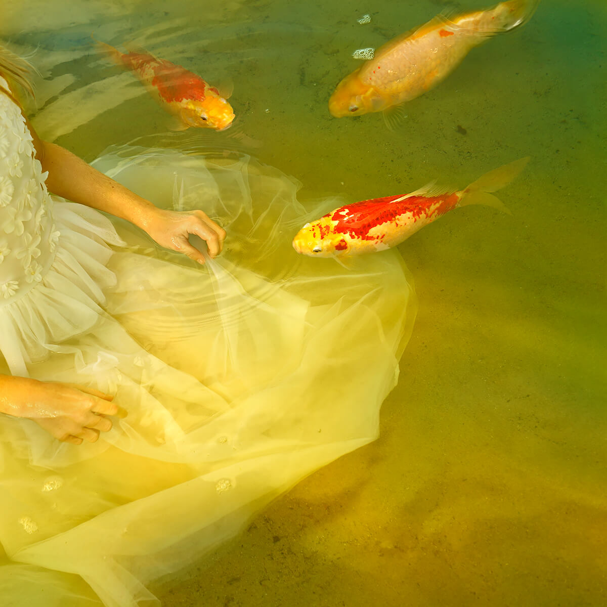 Caching Koi<p>© Tom Chambers</p>