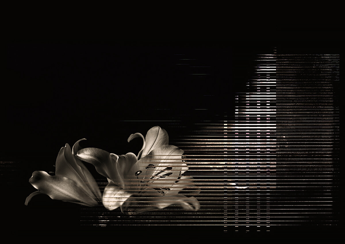 Floral Xray II<p>© Yas Crawford</p>