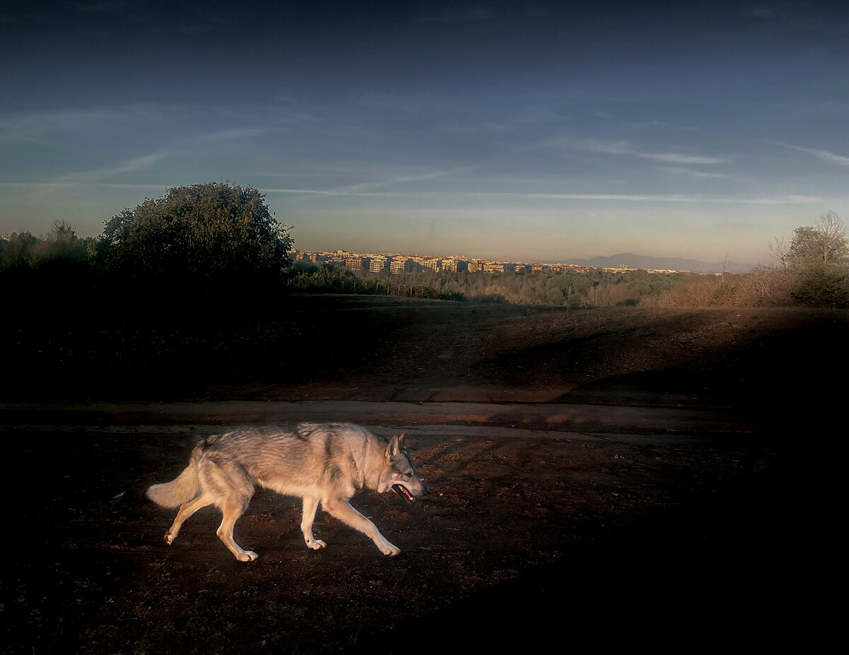Heart of the Wolf<p>© Antonio Denti</p>