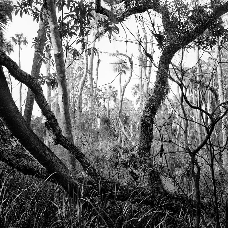 Fallen Oak & Dead Trees<p>© Benjamin Dimmitt</p>