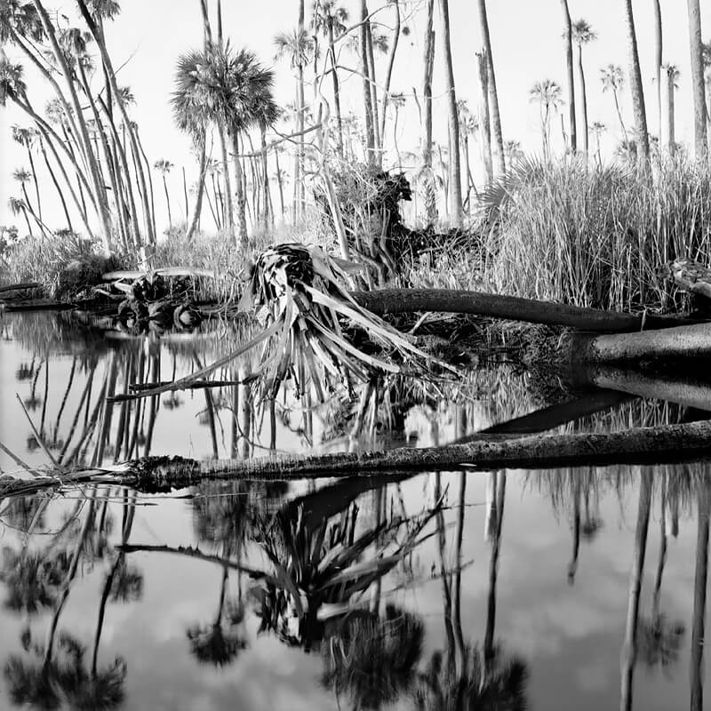 Palms in Creek<p>© Benjamin Dimmitt</p>