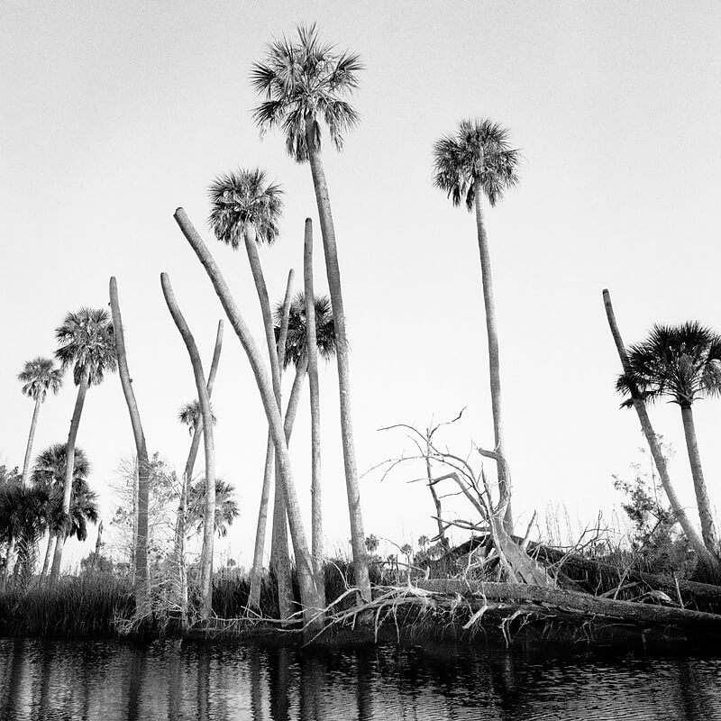 Dead Palms & Roots<p>© Benjamin Dimmitt</p>