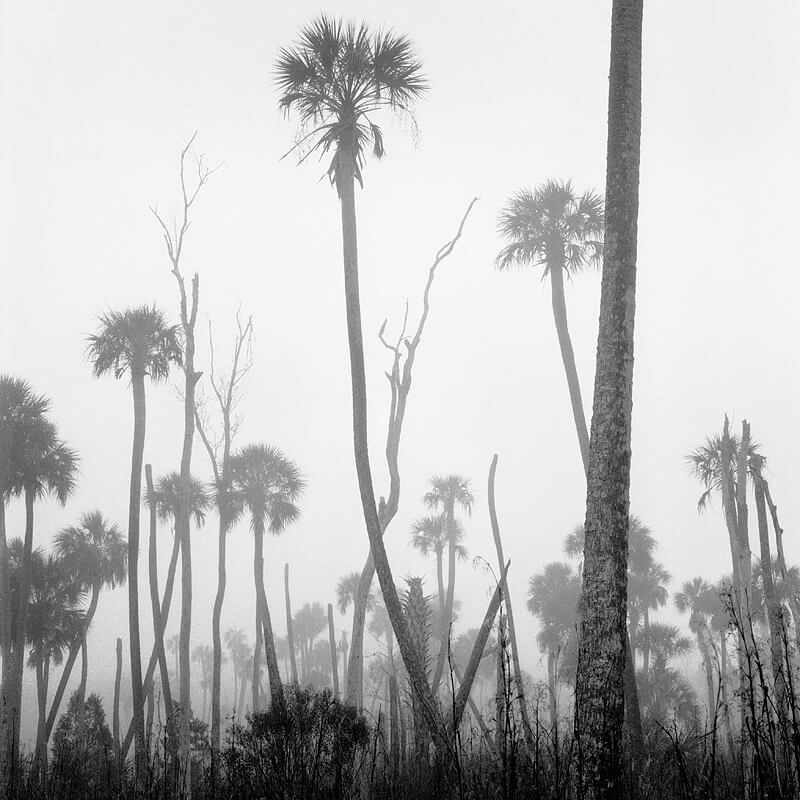 Eastern Savanna in Fog<p>© Benjamin Dimmitt</p>