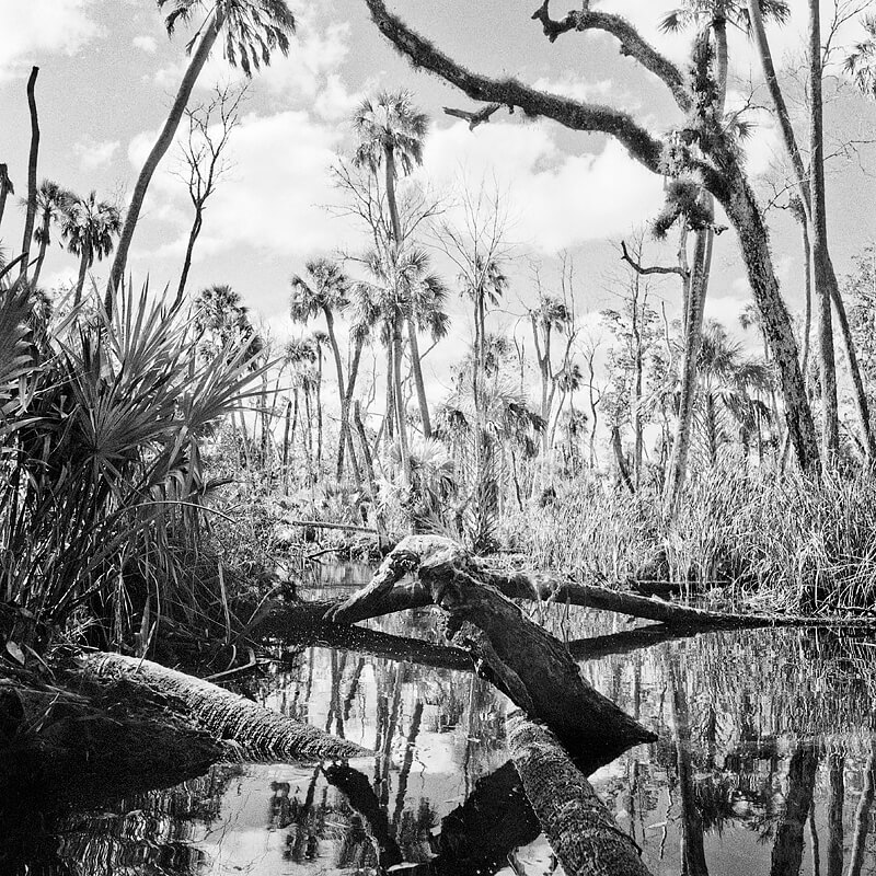 Flooded Tidal Creek<p>© Benjamin Dimmitt</p>