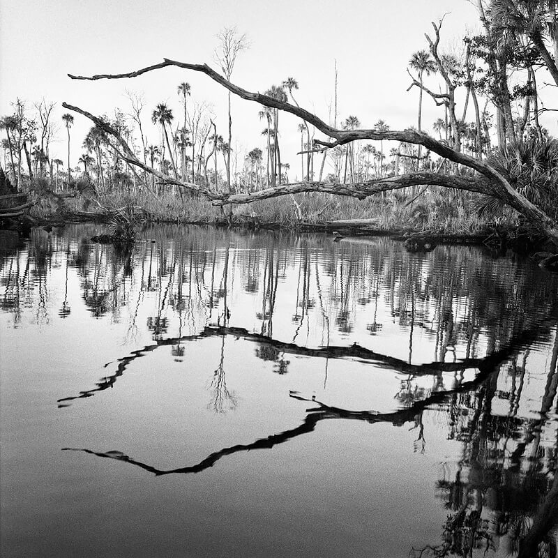 Creek Bend & Dead Trees<p>© Benjamin Dimmitt</p>