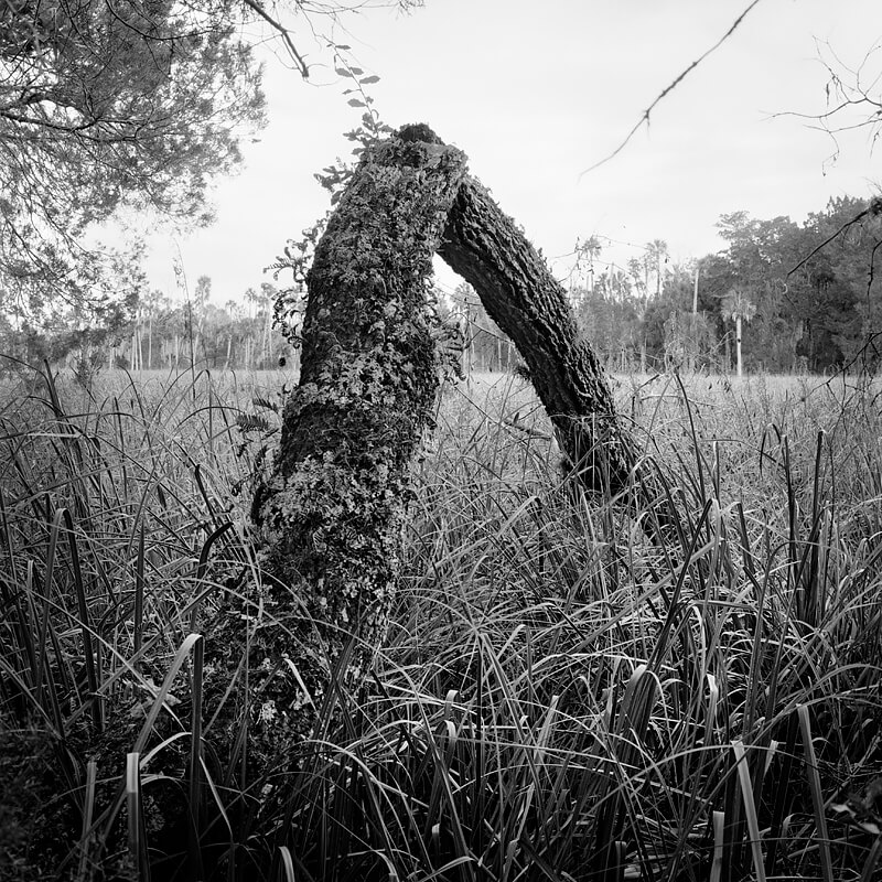 Collapsed Oak<p>© Benjamin Dimmitt</p>