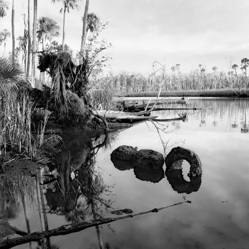 3 Palm Stumps<p>© Benjamin Dimmitt</p>