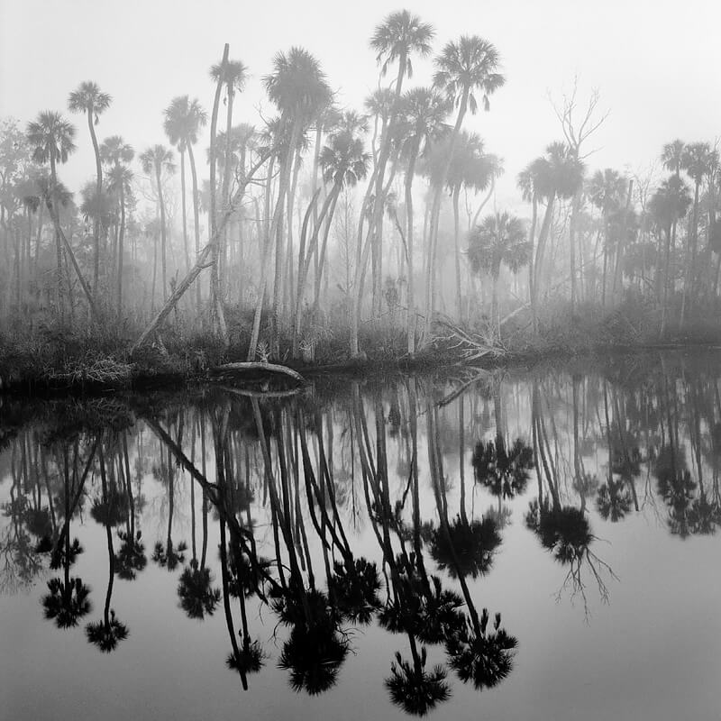 Creek in Fog<p>© Benjamin Dimmitt</p>