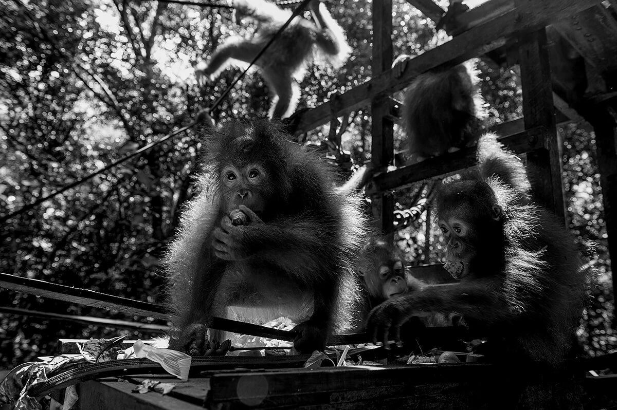 Orangutan<p>© Dilla Djalil-Daniel</p>