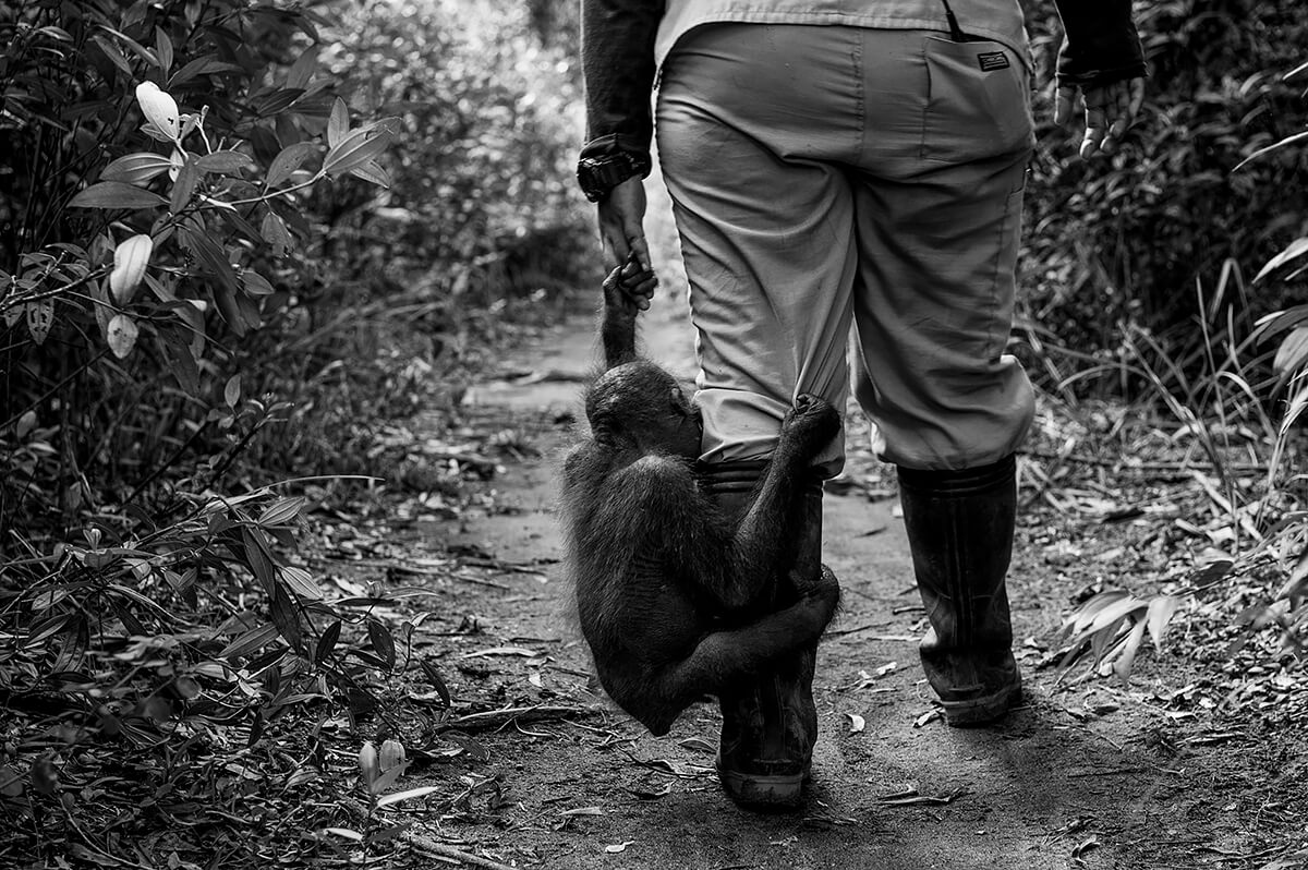 Orangutan<p>© Dilla Djalil-Daniel</p>