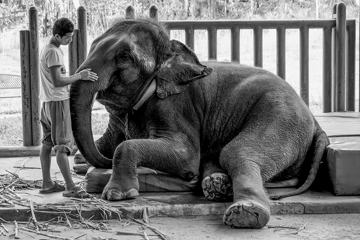 Elephant<p>© Dilla Djalil-Daniel</p>