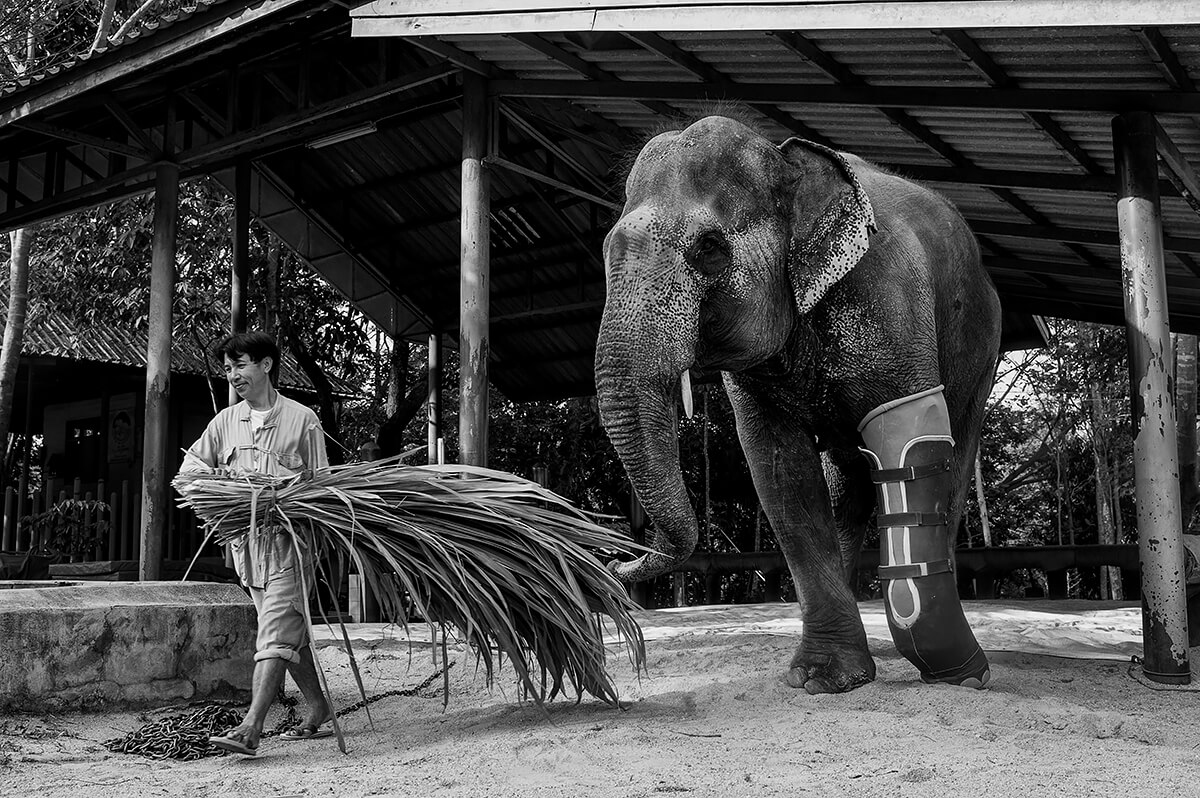 Elephant<p>© Dilla Djalil-Daniel</p>