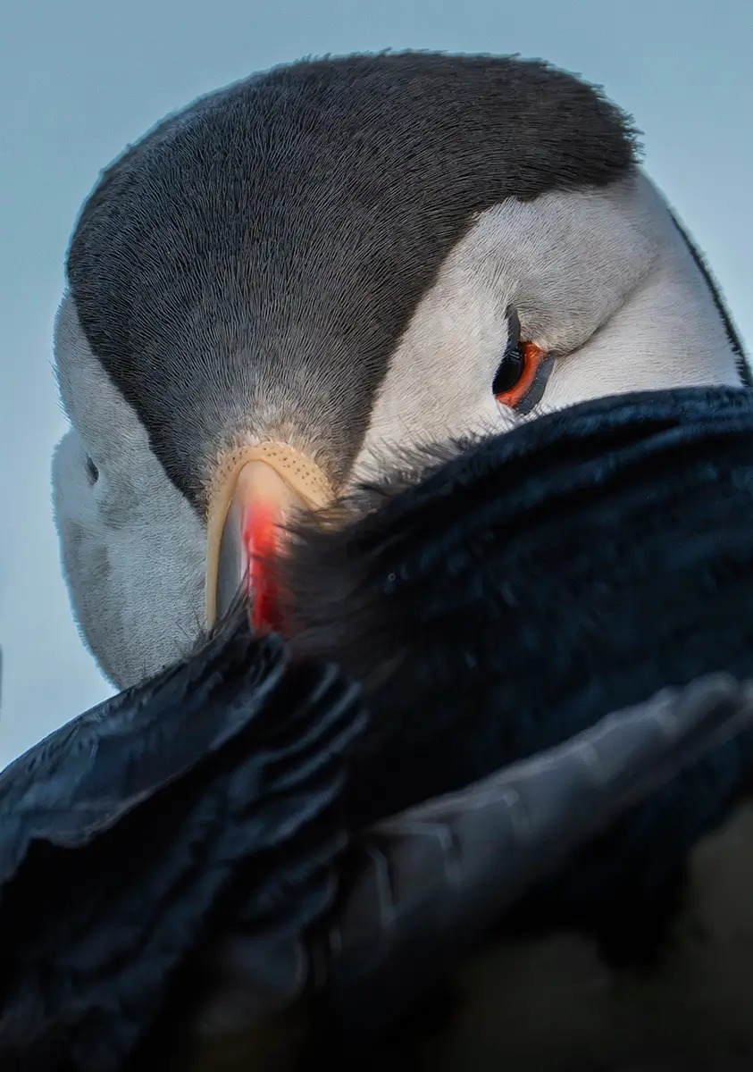 <p>&copy; Marco Di Marco</p>