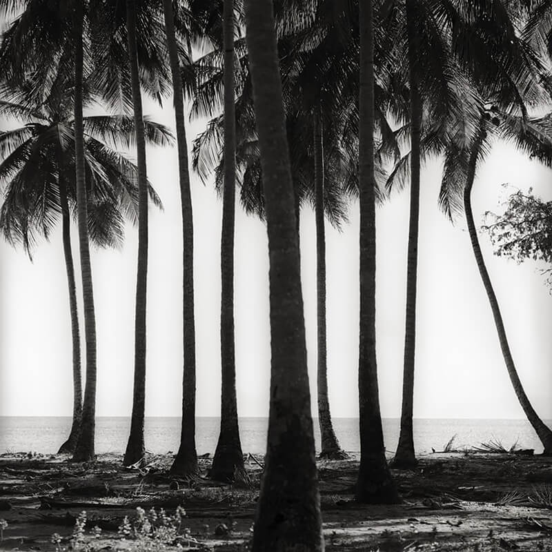 Palms at Carlisle, Antigua WI<p>© Margo Davis</p>