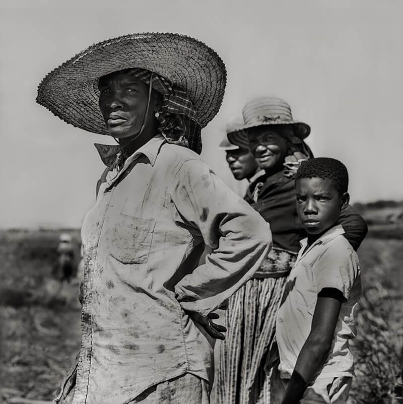 In the Cane Fields, Antigua WI<p>© Margo Davis</p>