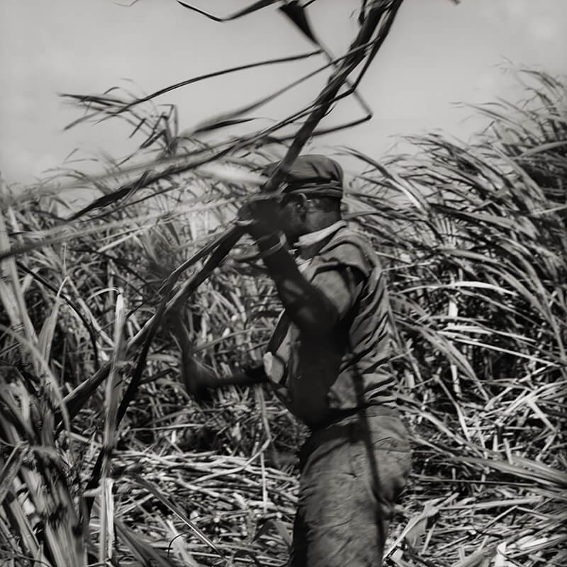 Cutting Cane, Antigua WI<p>© Margo Davis</p>