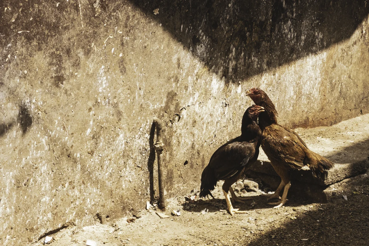 <p>&copy; Marina Dego</p>