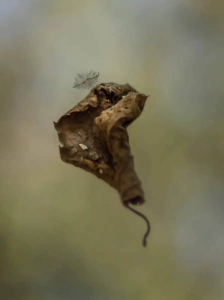<p>© Oana Daian</p>