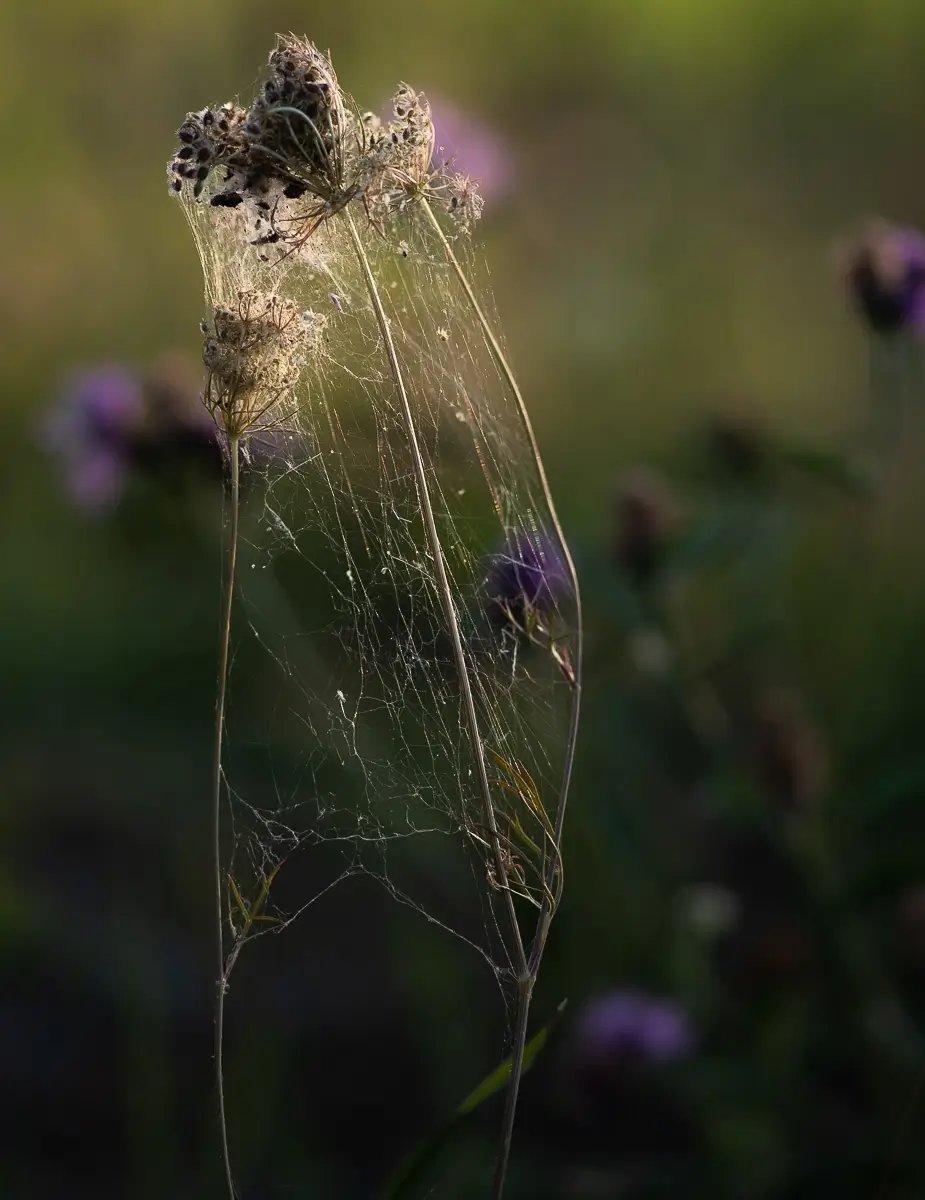<p>© Oana Daian</p>