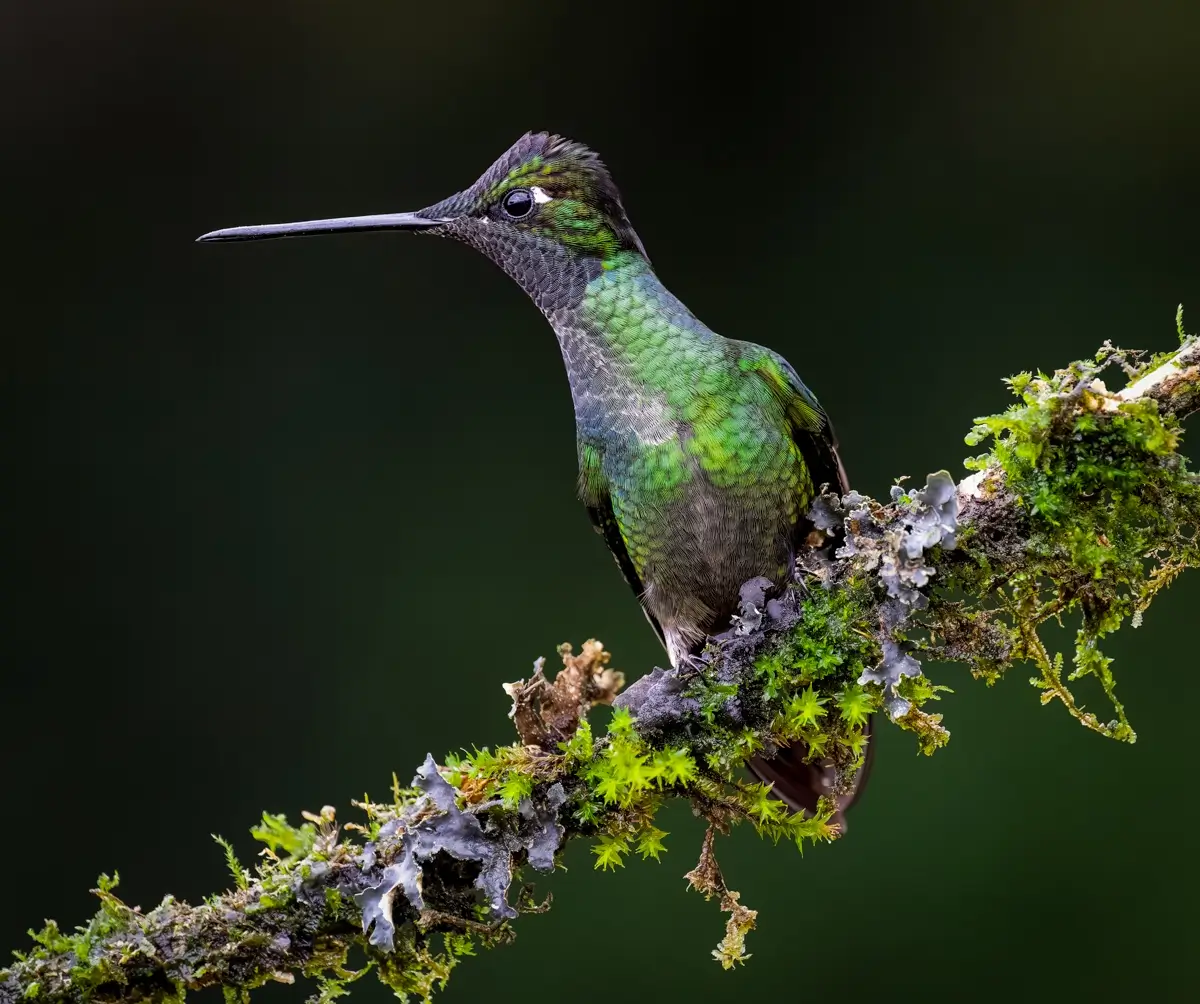 Talamanca Hummingbird<p>© Owen Deutsch</p>