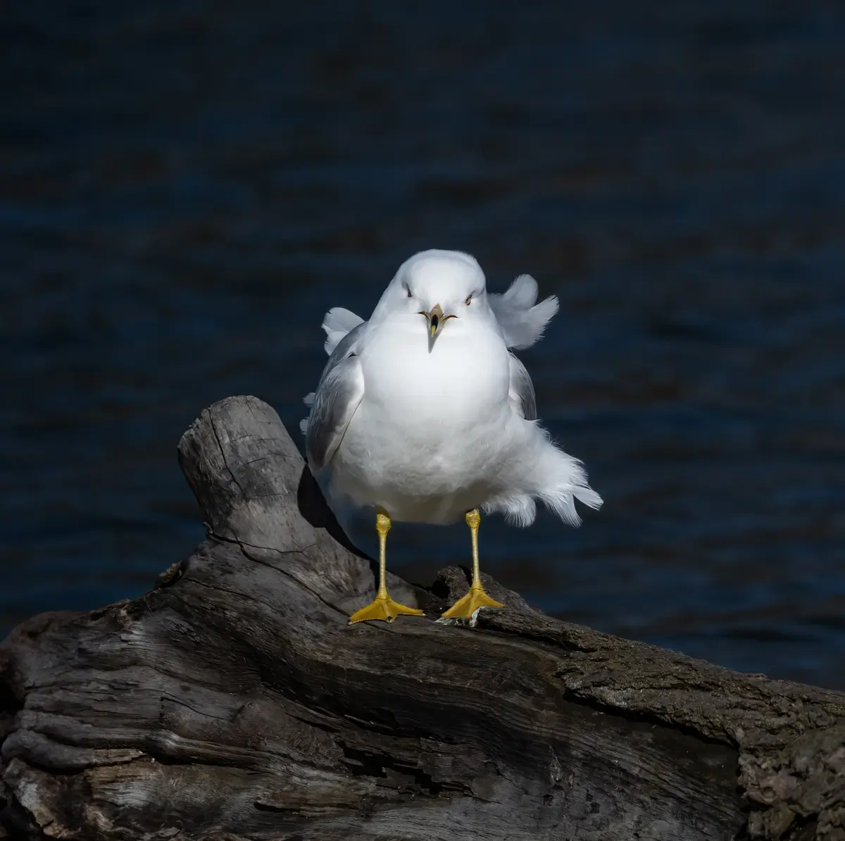 Ring-billed Gull<p>© Owen Deutsch</p>