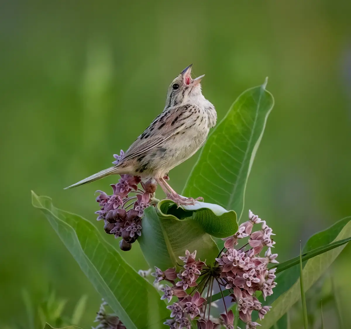 Henslow’s Sparrow<p>© Owen Deutsch</p>