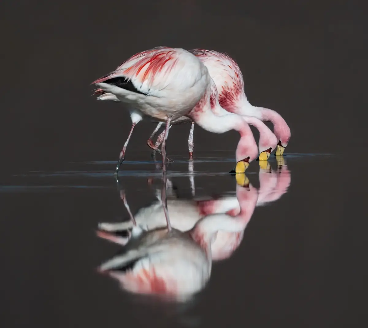 James’s Flamingo<p>© Owen Deutsch</p>