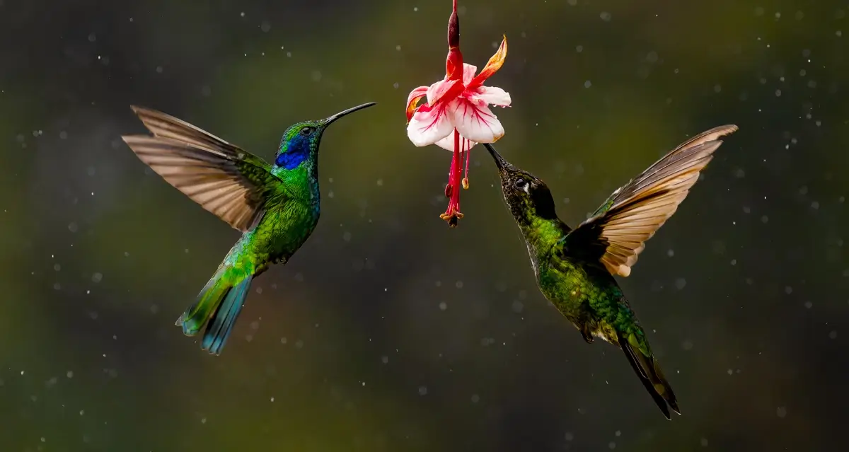 Lesser Violetear & Talamanca Hummingbird<p>© Owen Deutsch</p>