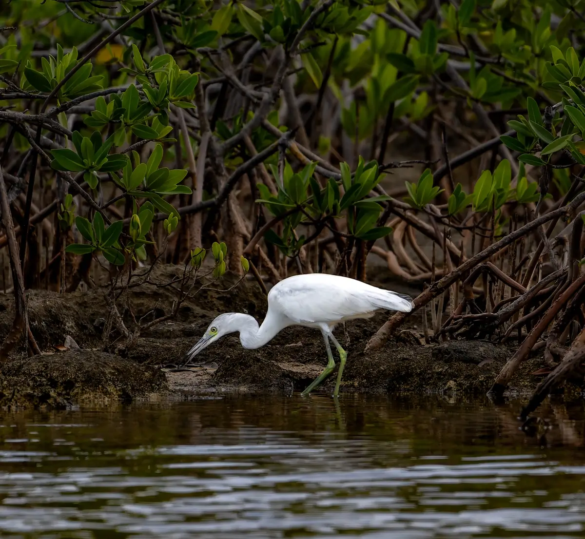 Little Blue Heron<p>© Owen Deutsch</p>