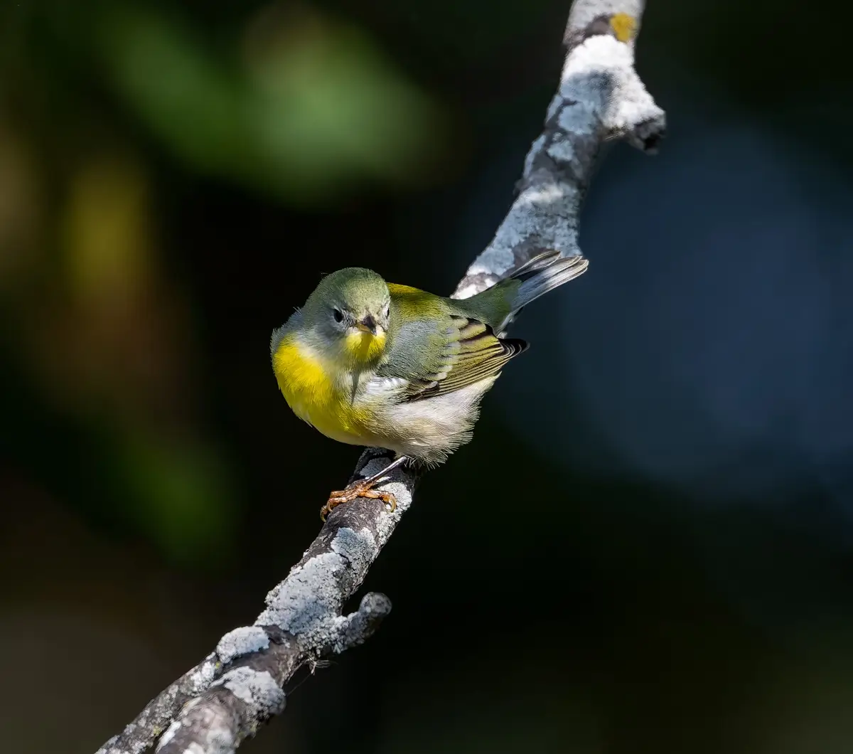 Northern Parula<p>© Owen Deutsch</p>