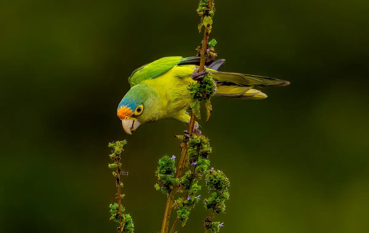 Orange-fronted Parakeet<p>© Owen Deutsch</p>