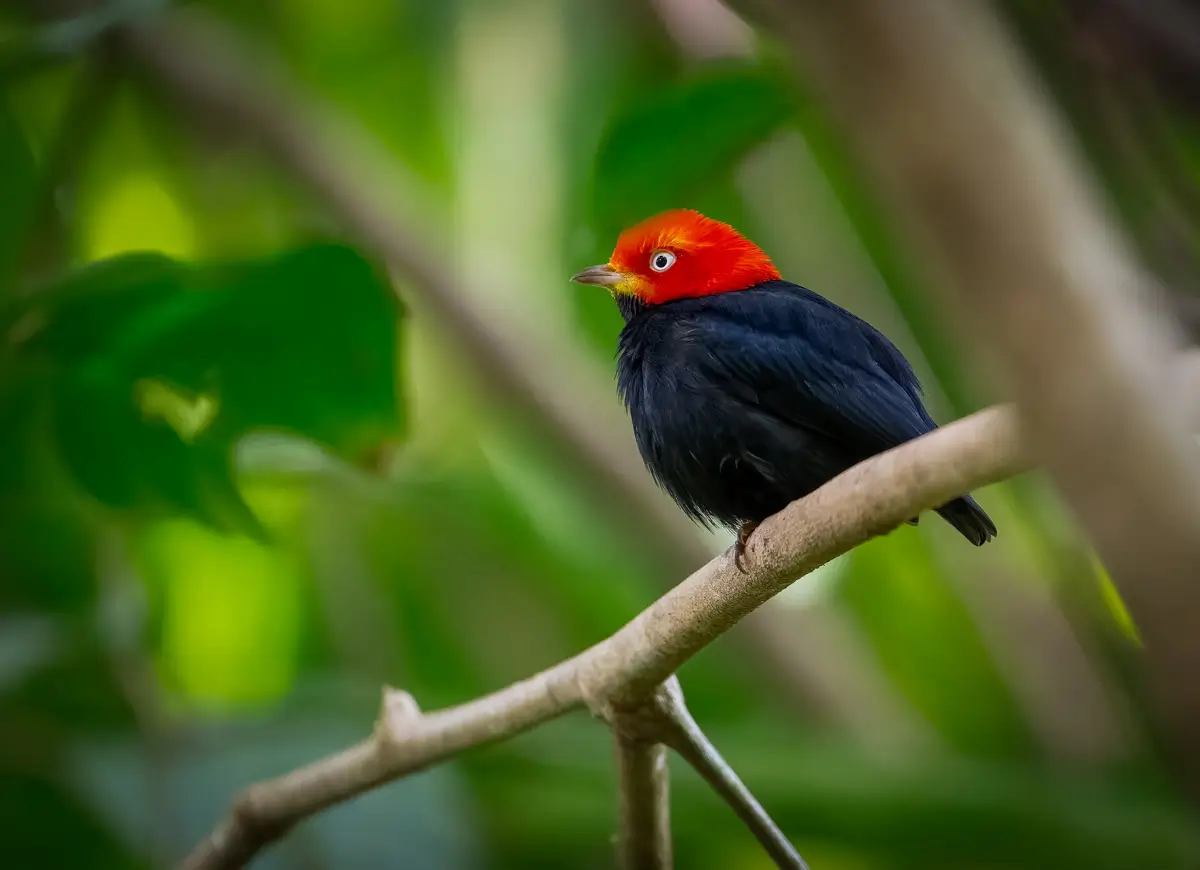 Red-capped Manakin<p>© Owen Deutsch</p>
