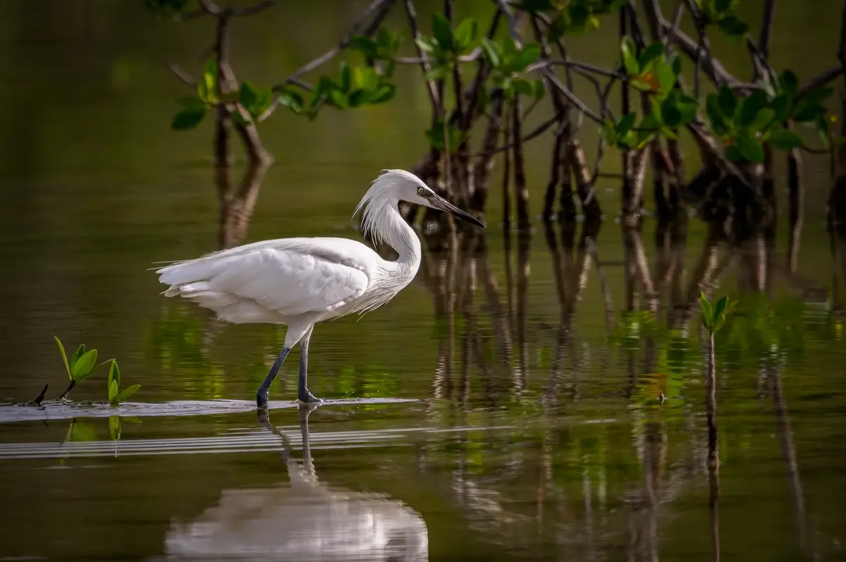 Reddish Egret (White Morph)<p>© Owen Deutsch</p>