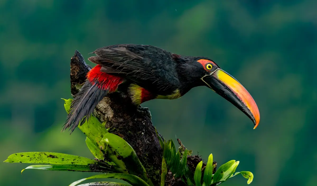 Fiery-billed Aracari<p>© Owen Deutsch</p>