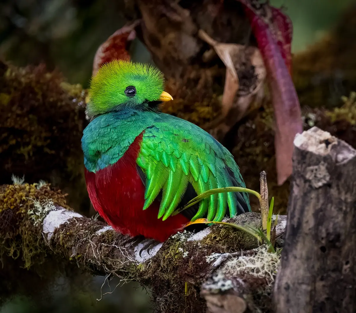 Resplendent Quetzal<p>© Owen Deutsch</p>