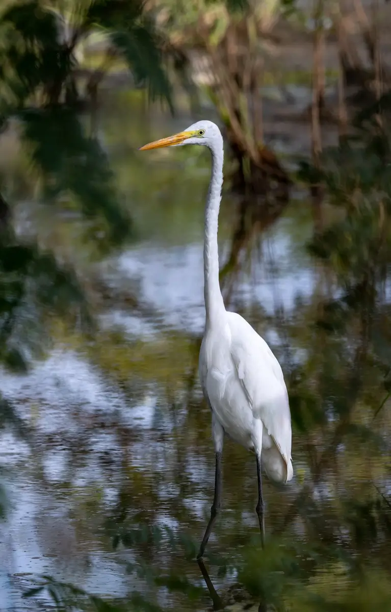 Great Egret<p>© Owen Deutsch</p>