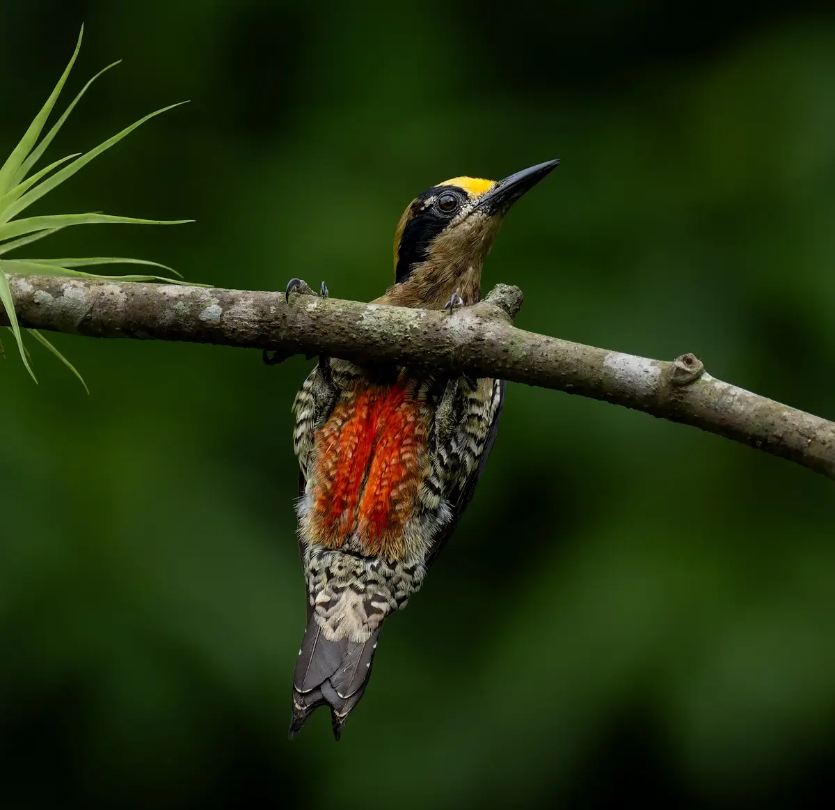 Black-cheeked Woodpecker<p>© Owen Deutsch</p>