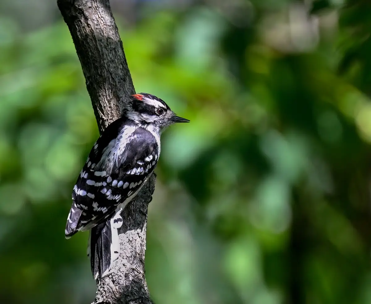 Downy Woodpecker<p>© Owen Deutsch</p>