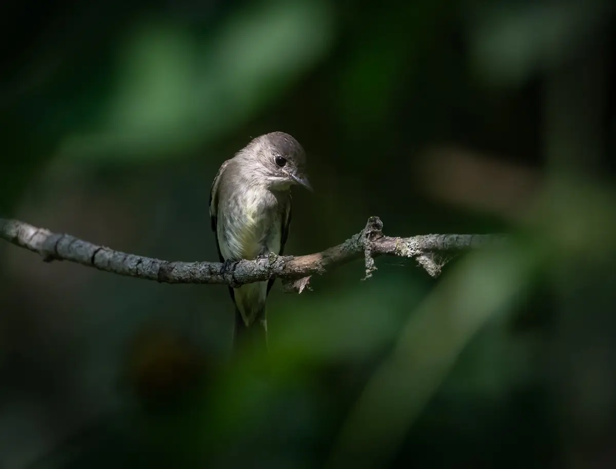 Eastern Wood Pewee<p>© Owen Deutsch</p>