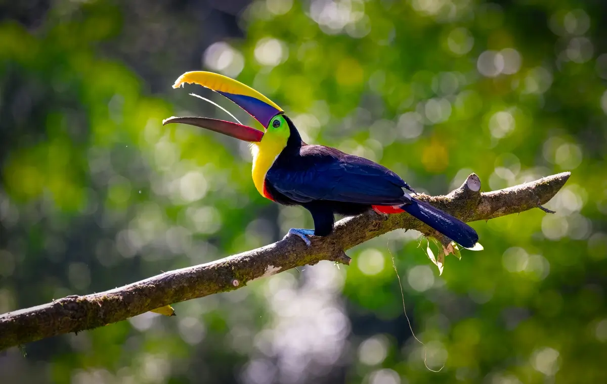 Yellow-throated Toucan<p>© Owen Deutsch</p>