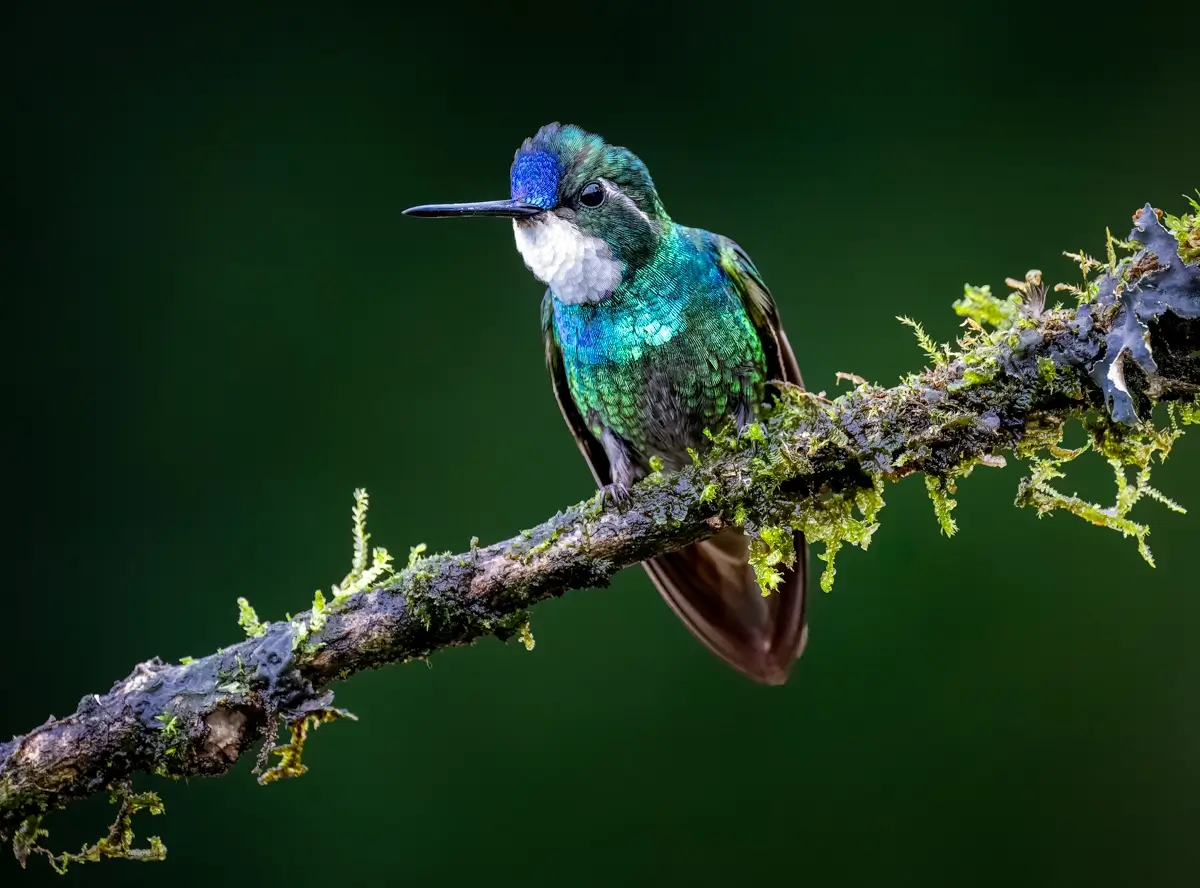 White-throated Mountaingem<p>© Owen Deutsch</p>