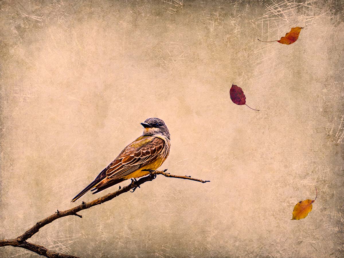 The Last Leaves of Autumn<p>© Rajan Dosaj</p>