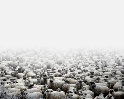 <p>© Tamas Dezso</p>