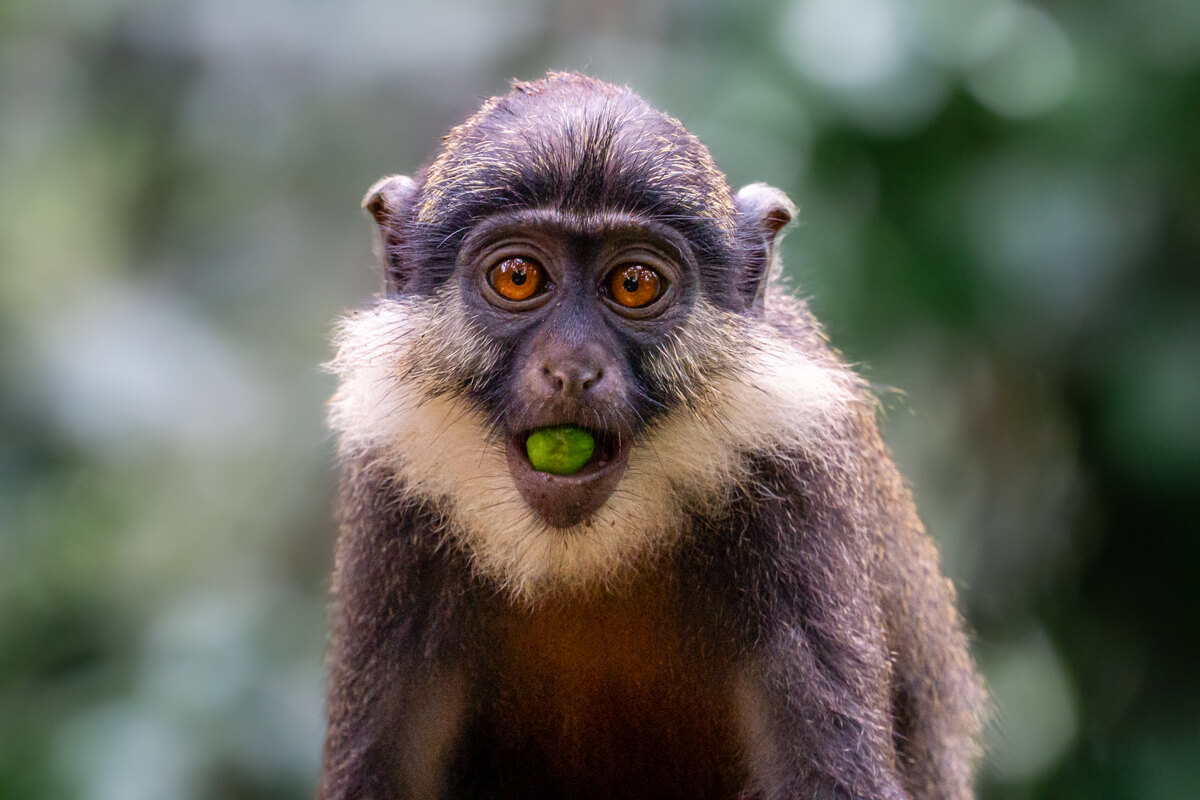 Monkey business<p>© Pavlos Evangelidis</p>