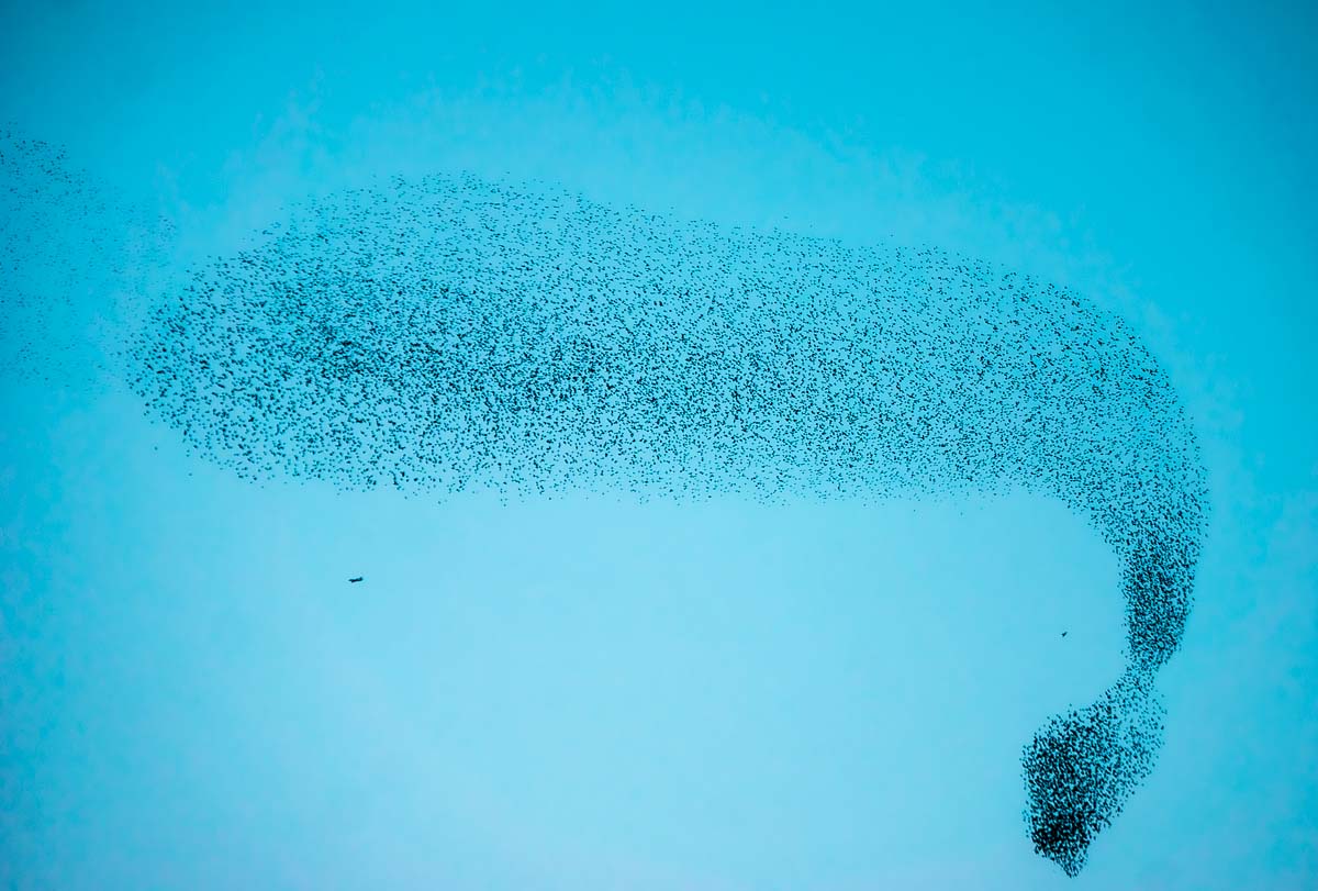 Murmuration No.4<p>© Suzanne Engelberg</p>